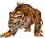 Young Tiger